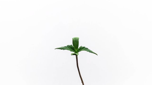 Marijuana Growing Time Lapse Isolated on White Background in 4K