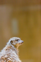 ミーアキャット
