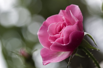 Rose bud with water drops in detail