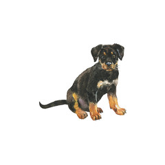 Hand drawn grey rottweiler puppy. Watercolor dog portrait. Painting isolated pet illustration on white background