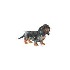Watercolor German badger dog. Hand drawn Dachshund portrait. Painting isolated pet illustration on white background