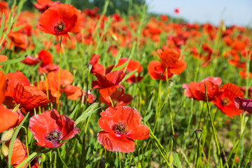 France, Southern France, poppy fields near St. Remy, Provence.