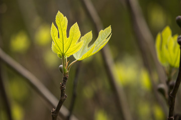 Fig leaves