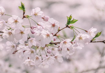Dreamy Spring in Tokyo