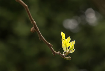 Fig tree branch