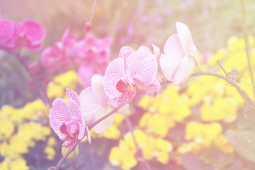 Fototapeta na wymiar White and purple orchids.