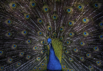 Obraz premium Peacock Feathers