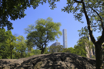 Fototapeta na wymiar skyscraper through trees in central park