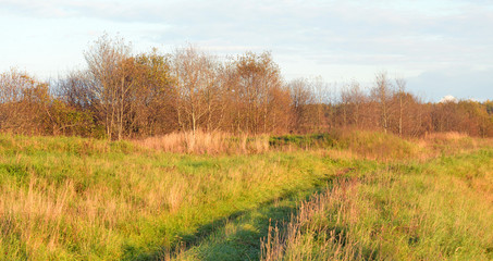 Forest by evening.