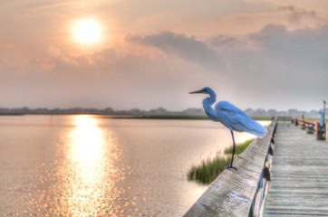 Egret Sunrise