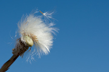 Close up of Dandelions that have gone to seed against a blue sky