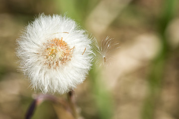 Close up of Dandelions that have gone to seed with light beige background