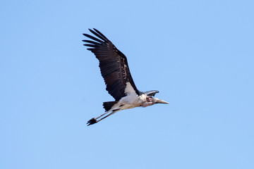 Maribou Stork - Chobe N.P. Botswana, Africa