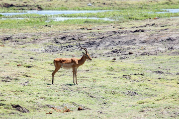 Chobe N.P. Botswana, Africa