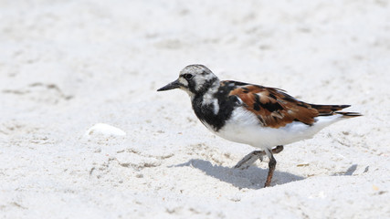 Ruddy turnstone on a sandy beach
