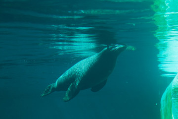 Sea lion swimming in clear blue water, underwater view