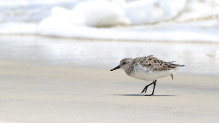 One small shorebird walking near surf on the Gulf
