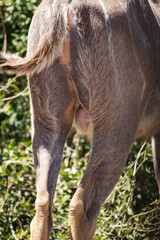 Kudu - Chobe N.P. Botswana, Africa