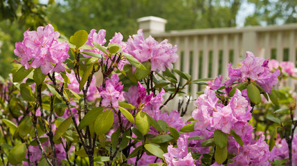 Obraz premium Summer Flowers