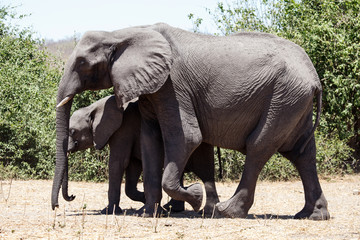 Fototapeta na wymiar Elephant - Chobe N.P. Botswana, Africa