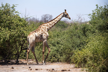 Chobe N.P. Botswana, Africa