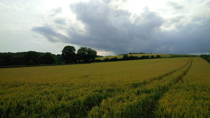 Crop field