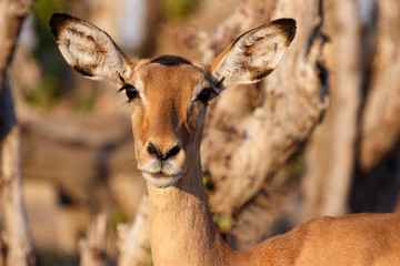 Impala - Chobe N.P. Botswana, Africa