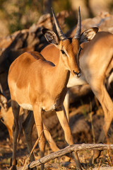 Impala - Chobe N.P. Botswana, Africa