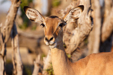 Impala - Chobe N.P. Botswana, Africa