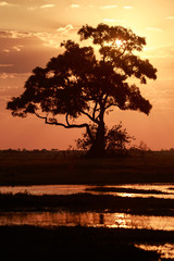 Sunset - Chobe N.P. Botswana, Africa