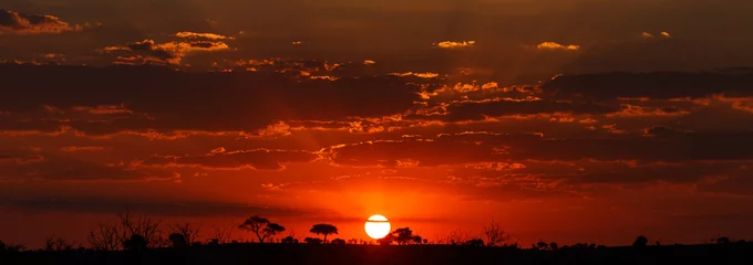 Tuinposter Zonsondergang - Chobe NP Botswana, Afrika © Sam D'Cruz