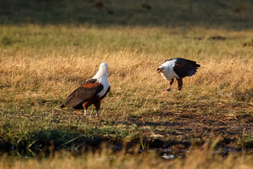 Fish Eagle - Chobe N.P. Botswana, Africa