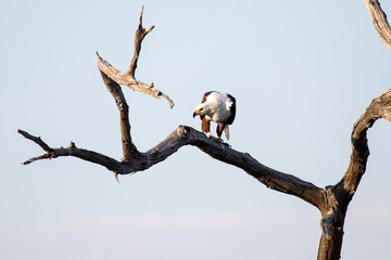 Fish Eagle - Chobe N.P. Botswana, Africa