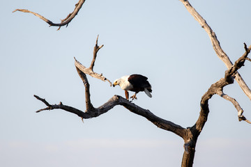 Fish Eagle - Chobe N.P. Botswana, Africa