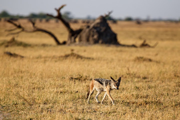 Jackal - Chobe N.P. Botswana, Africa