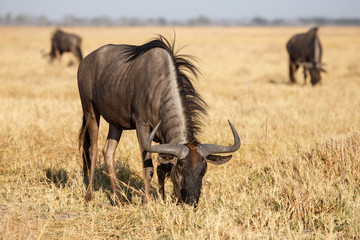 Wilderbeest, Botswana, Africa
