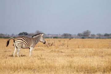 Fototapeta na wymiar Zebra - Chobe N.P. Botswana, Africa