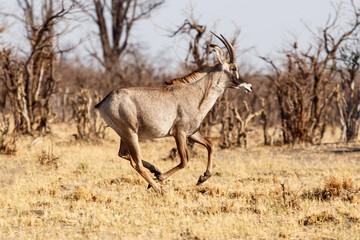 Naklejka na ściany i meble Kudu - Chobe N.P. Botswana, Africa