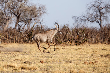 Fototapeta premium Kudu - Chobe N.P. Botswana, Africa