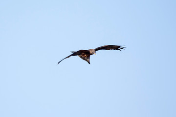 Kite - Chobe N.P. Botswana, Africa