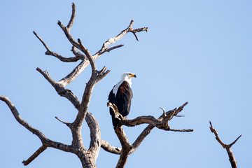 Fish Eagle - Chobe N.P. Botswana, Africa