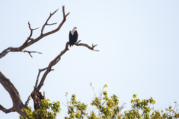 Fish Eagle - Chobe N.P. Botswana, Africa
