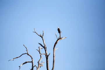 Fish Eagle - Chobe N.P. Botswana, Africa
