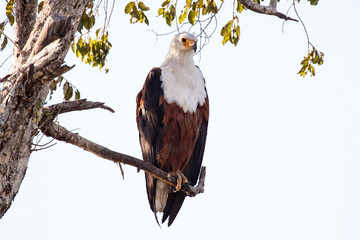 Fish Eagle - Chobe N.P. Botswana, Africa