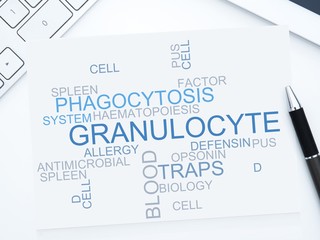 Granulocyte
