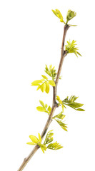 Spring branch of black locust (Robinia pseudoacacia) with young leaves isolated on white background