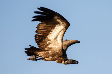 White Backed-Vulture - Chobe N.P. Botswana, Africa