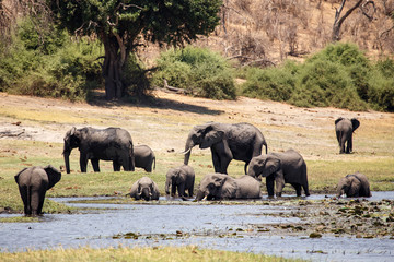 Fototapeta premium Elephants - Chobe River, Botswana, Africa