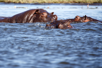 Chobe River, Botswana, Africa