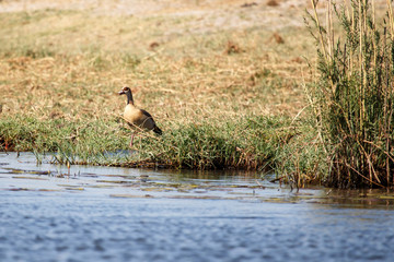 Egyptian Goose - Chobe River, Botswana, Africa